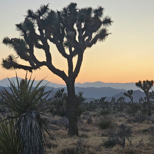 Joshua Tree, Arizona